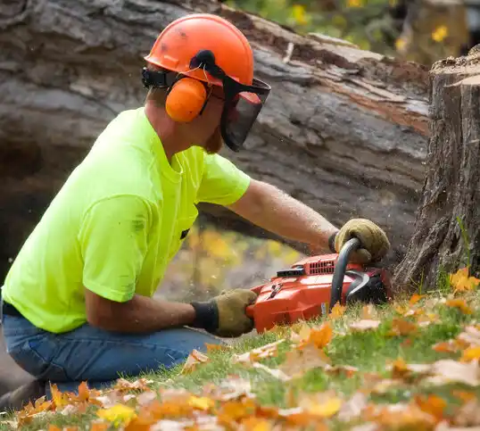 tree services South Haven